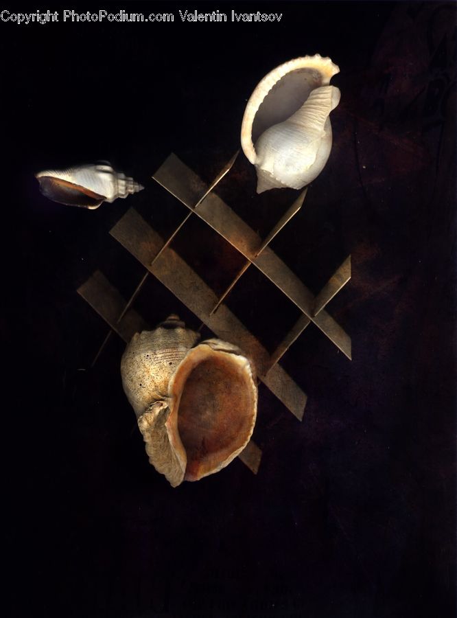 Agaric, Amanita, Fungus, Mushroom, Plant, Garlic, Blossom