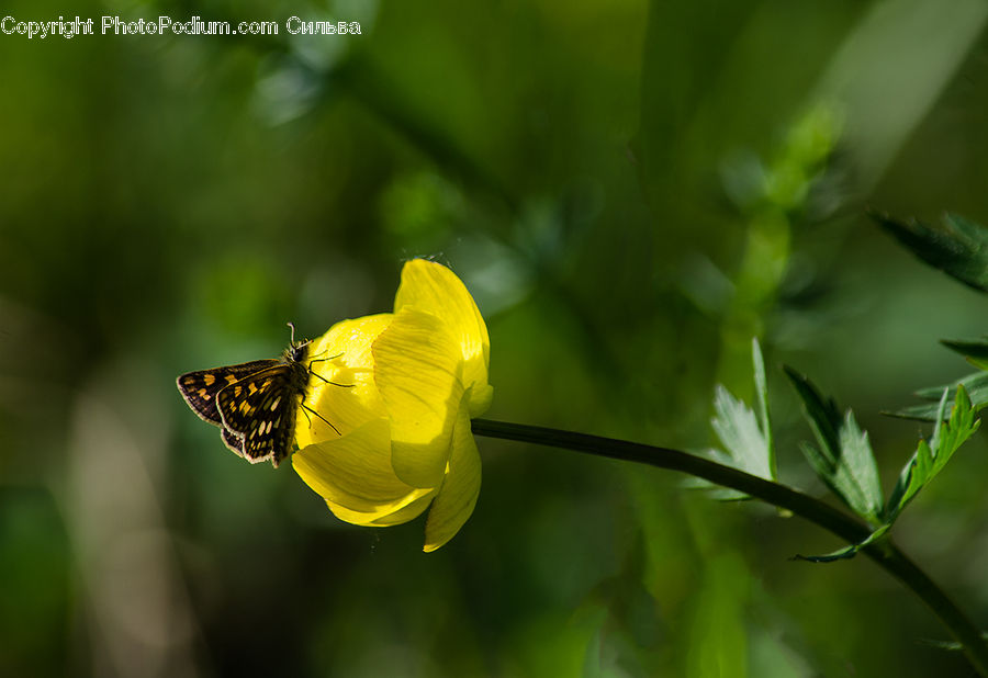 Butterfly, Insect, Invertebrate, Plant, Fiber, Flax, Flora