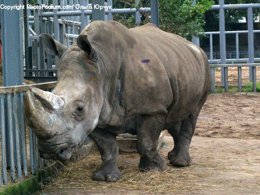 Animal, Mammal, Rhino, Bench, Soil