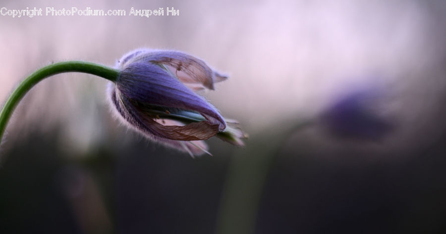 Garlic, Plant, Droplet, Blossom, Flora, Flower, Geranium