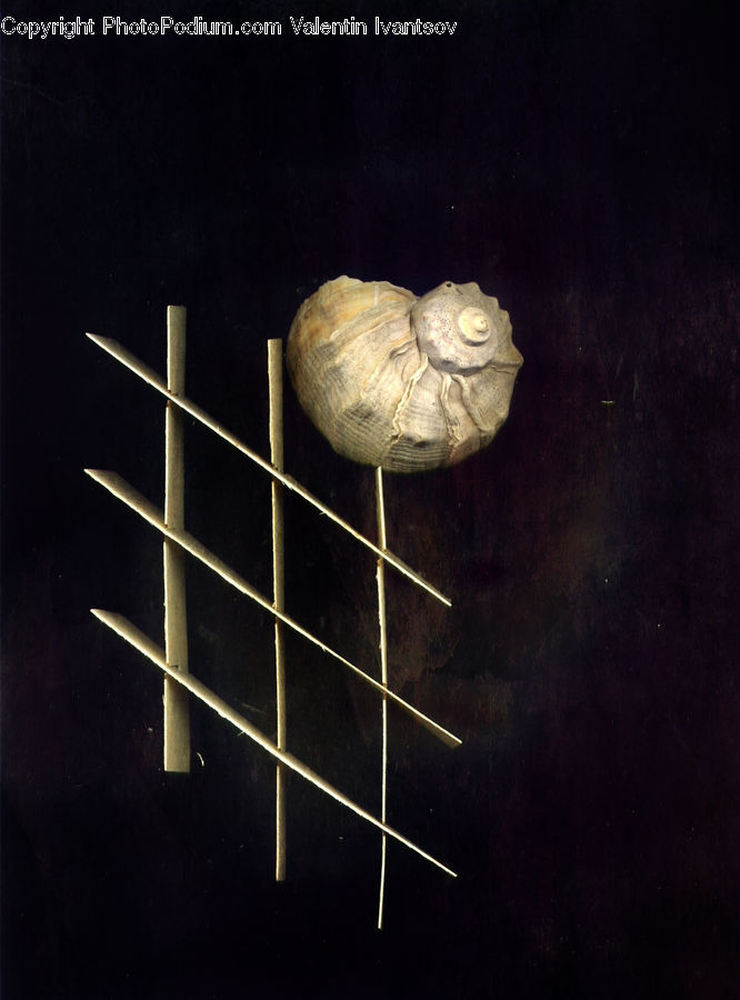 Parsnip, Root, Garlic, Plant, Reptile, Tortoise, Turtle