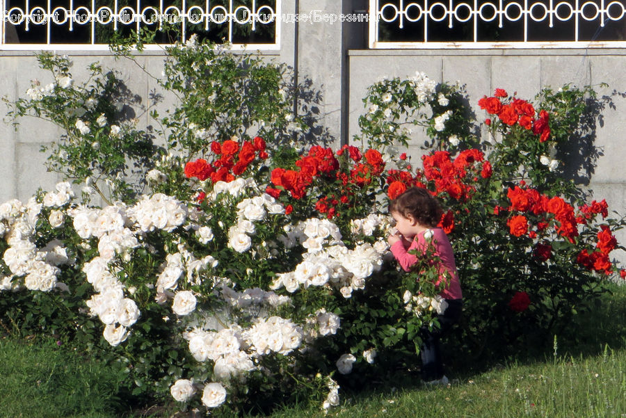 Blossom, Flora, Flower, Geranium, Plant, Rose, Flower Arrangement