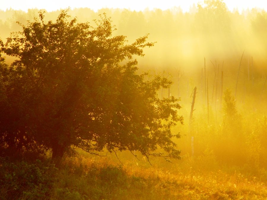 Dawn, Dusk, Sky, Sunrise, Sunset, Fog, Mist