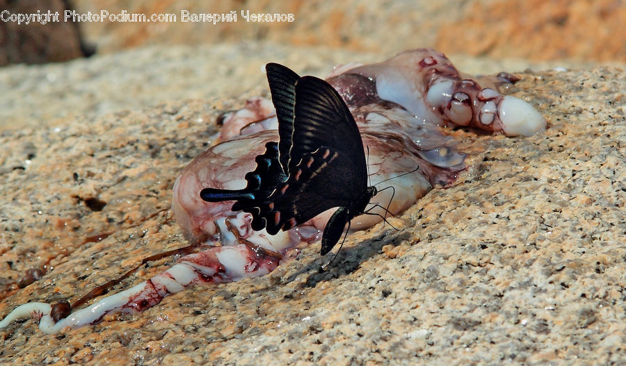 Crab, Invertebrate, Sea Life, Seafood, Squid, Food, Shrimp