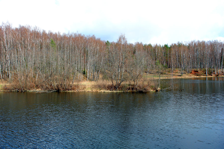 Land, Marsh, Outdoors, Swamp, Water, Lake, Birch