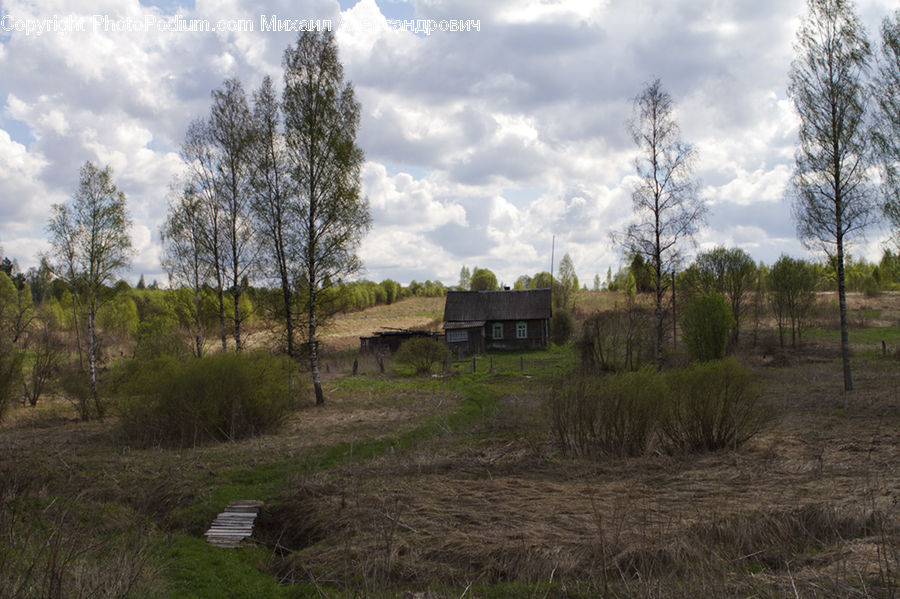 Building, Cottage, Housing, Conifer, Fir, Plant, Tree