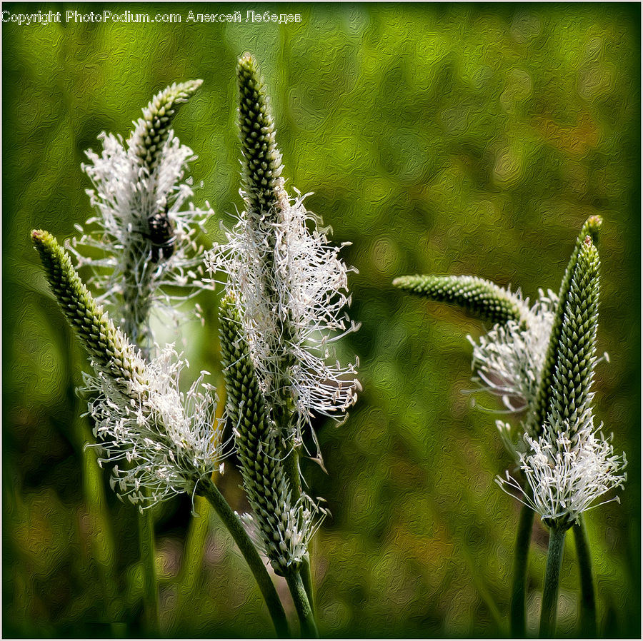 Blossom, Flora, Flower, Plant, Asteraceae, Conifer, Fir