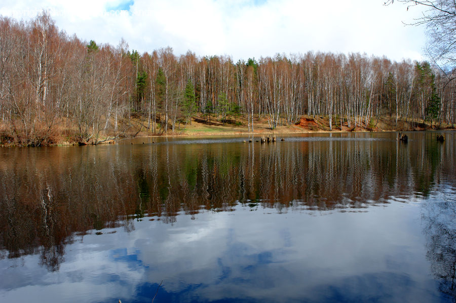 Outdoors, Pond, Water, Lake, Conifer, Fir, Plant