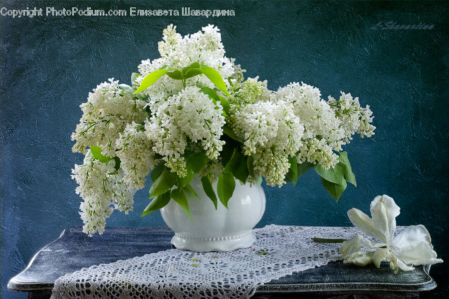 Bonsai, Plant, Potted Plant, Tree, Floral Design, Flower, Flower Arrangement