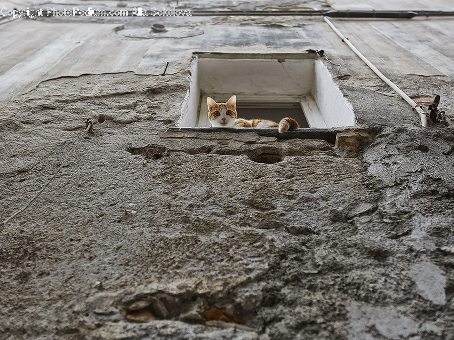 Animal, Canine, Coyote, Grey Fox, Mammal, Red Wolf, Mining