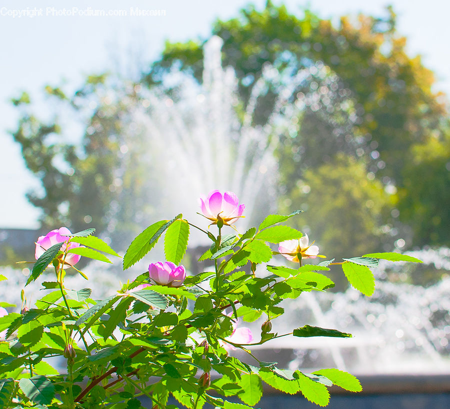 Blossom, Flora, Flower, Plant, Geranium, Bush, Vegetation