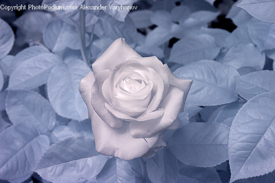 Blossom, Flower, Plant, Rose, People, Person, Human