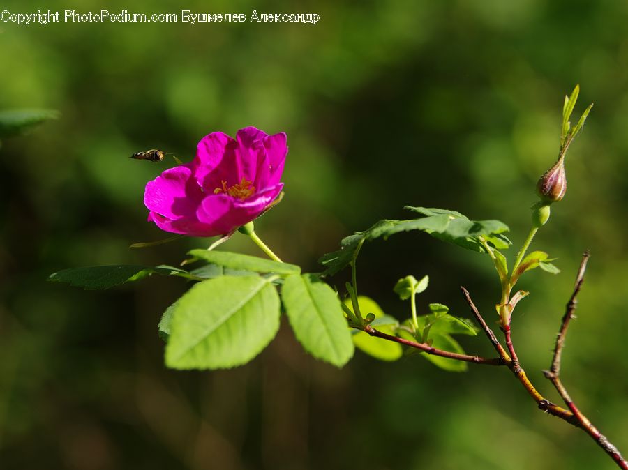 Blossom, Flora, Flower, Geranium, Plant, Pollen, Petal