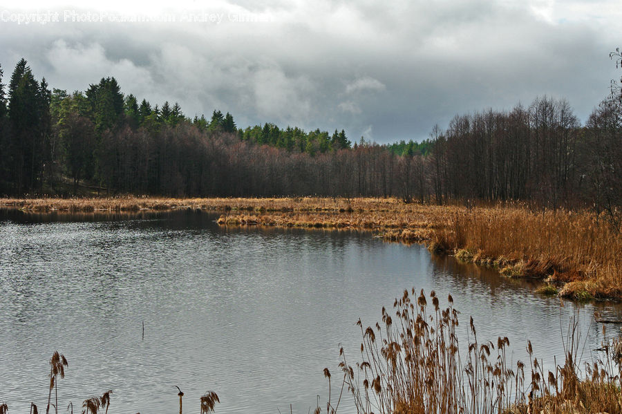 Lake, Outdoors, Water, Pond, Land, Marsh, Swamp