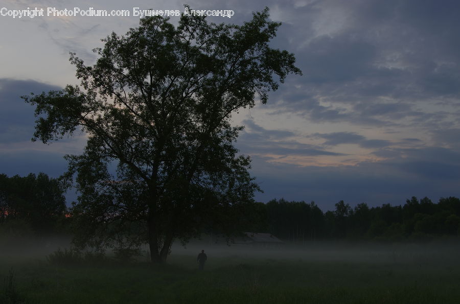 Oak, Tree, Wood, Plant, Dawn, Dusk, Sky