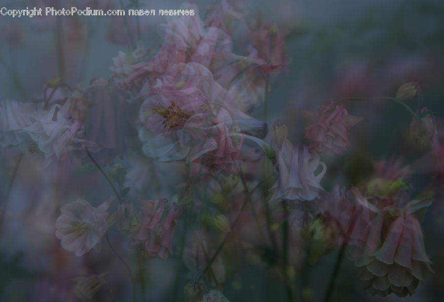People, Person, Human, Plant, Weed, Flora, Flower