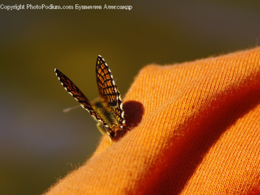 Finger, Bee, Insect, Invertebrate, Field, Grass, Grassland
