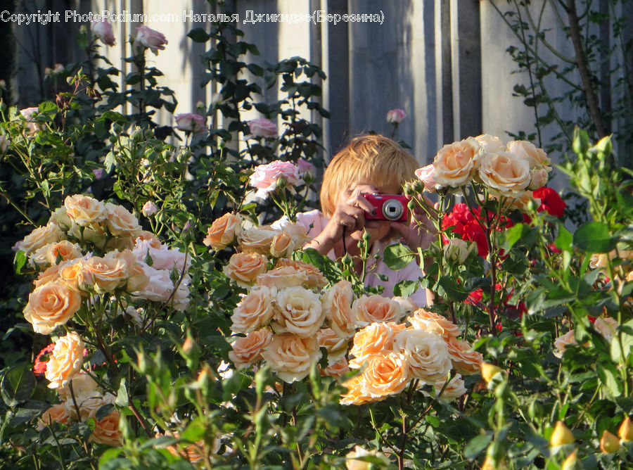 Blossom, Flower, Plant, Rose, Floral Design, Flora, Potted Plant