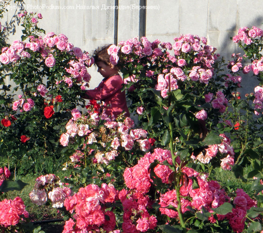 Blossom, Flora, Flower, Geranium, Plant, Peony, Floral Design