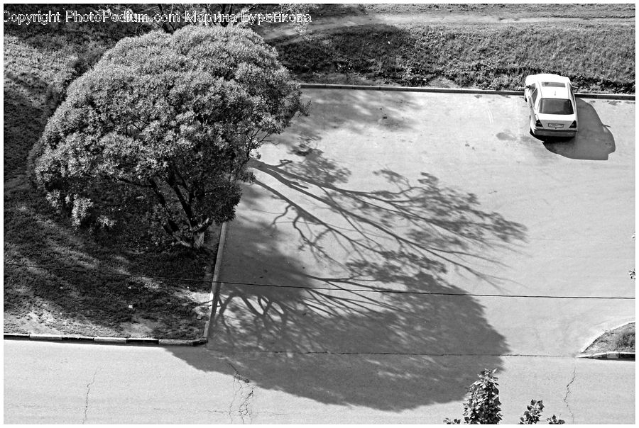 Plant, Tree, Flood, Car, Van, Oak, Wood