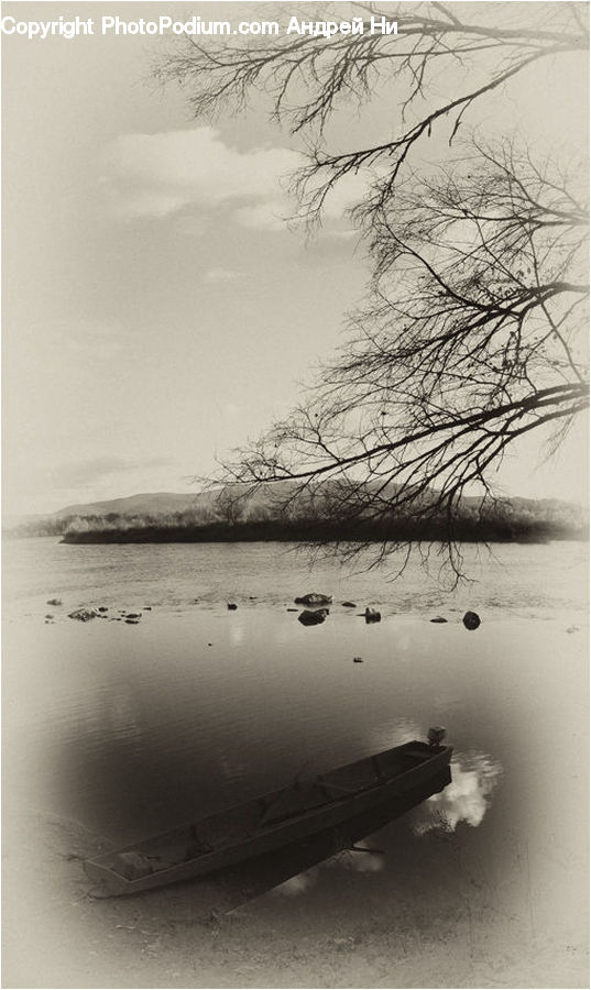 Plant, Tree, Grass, Reed, Outdoors, River, Water