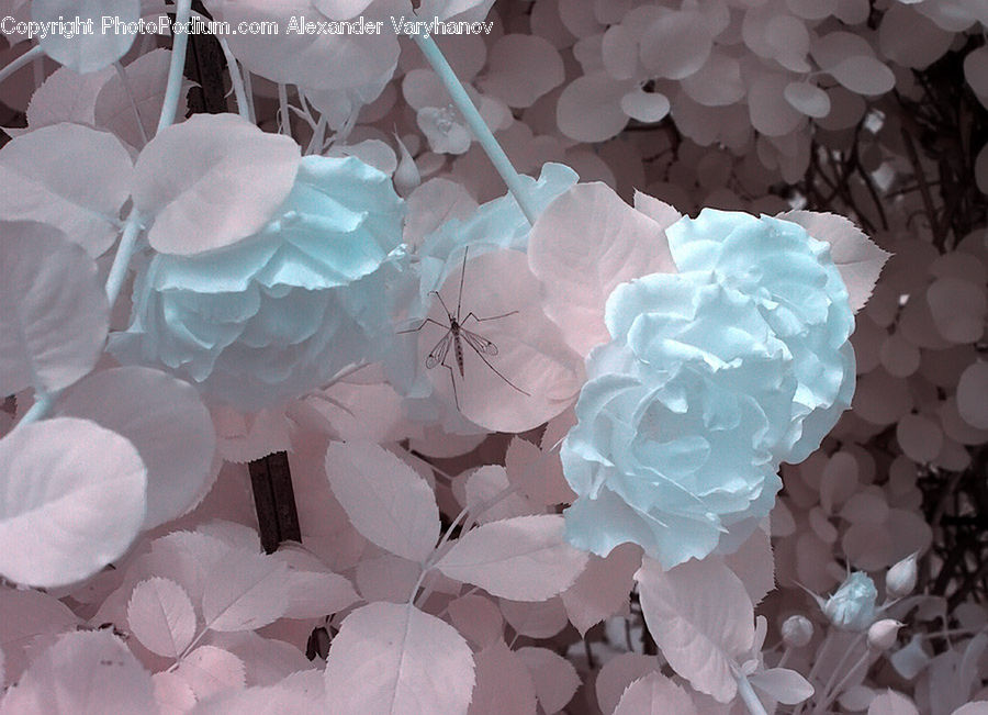Paper, Blossom, Flora, Flower, Plant, Peony, Geranium