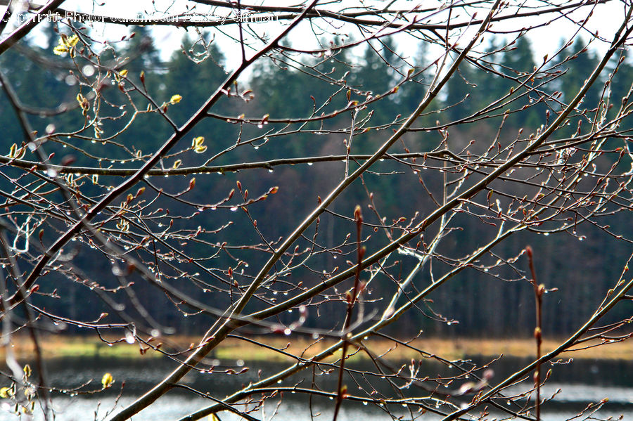 Construction, Scaffolding, Flare, Light, Sunlight, Conifer, Fir