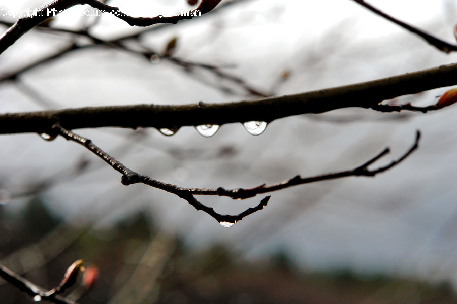 Blossom, Cherry Blossom, Flower, Conifer, Fir, Plant, Tree