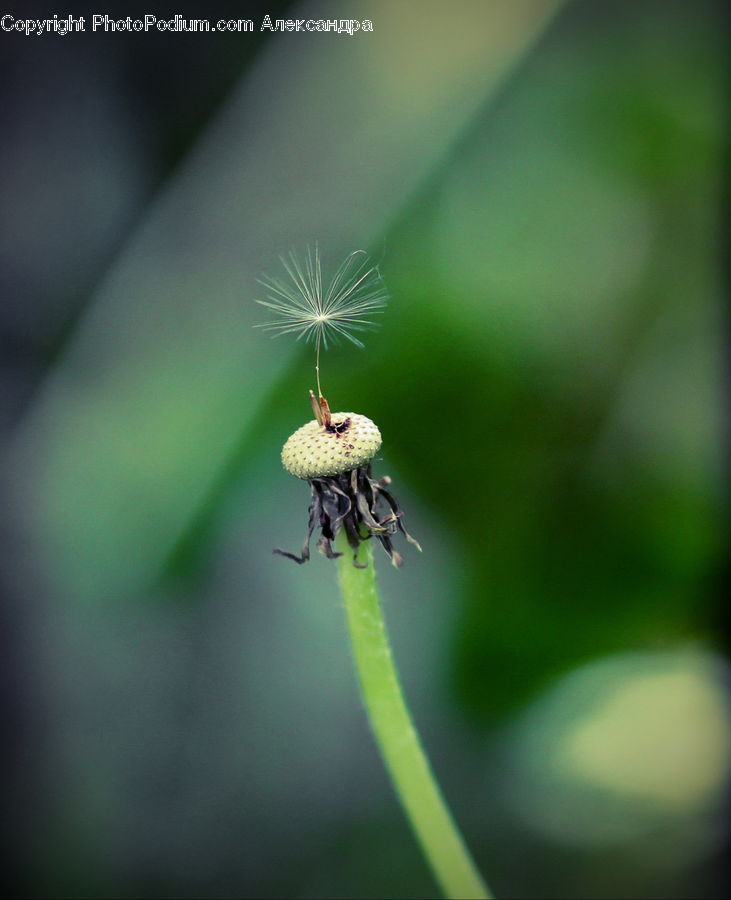 Arachnid, Garden Spider, Insect, Invertebrate, Spider, Mosquito, Apidae