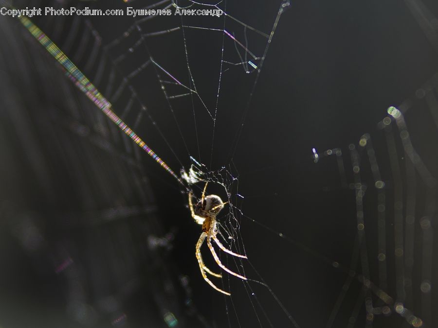 Arachnid, Garden Spider, Insect, Invertebrate, Spider, Argiope
