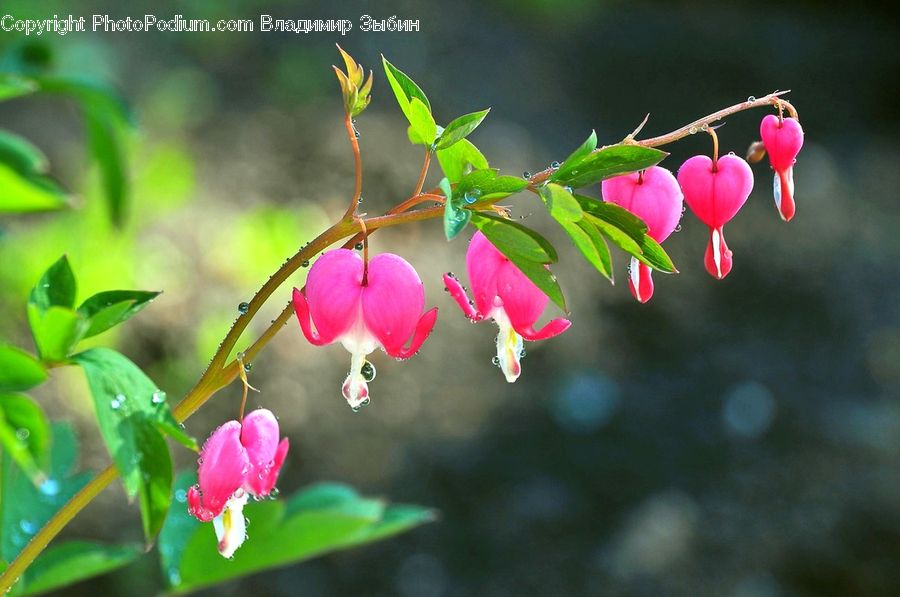 Plant, Blossom, Flora, Flower, Geranium, Petal, Aquilegia
