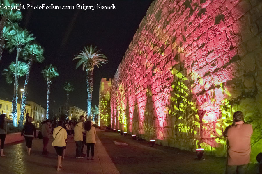 Fireworks, Night, Palm Tree, Plant, Tree, Boardwalk, Path