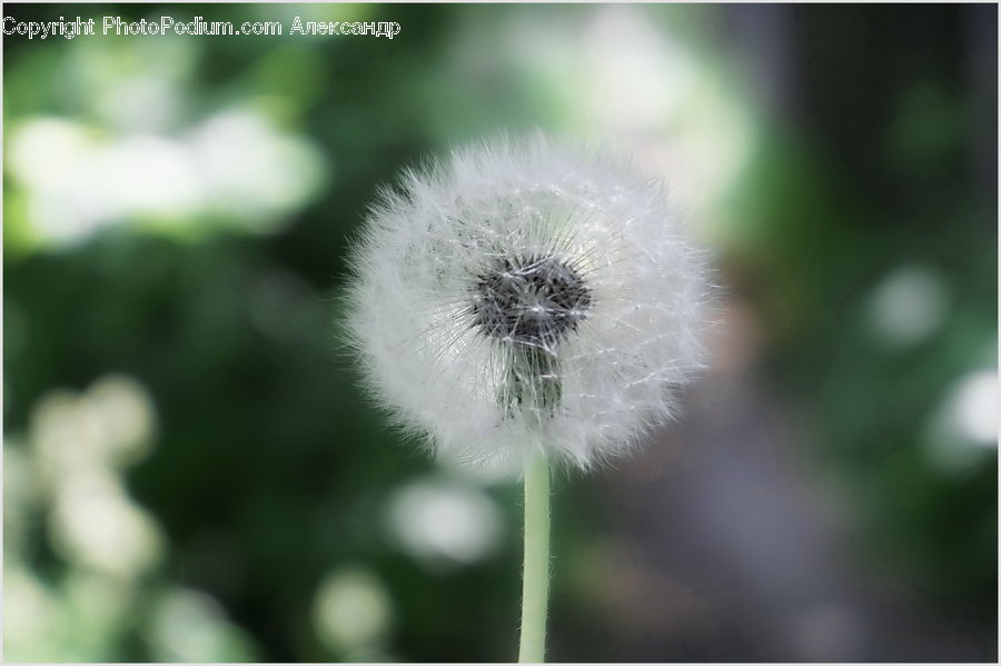 Dandelion, Flower, Plant, Blossom, Flora