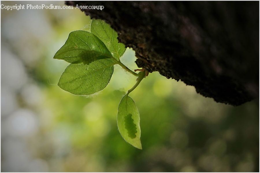 Fruit, Grapes, Leaf, Plant, Vine, Blossom, Flora