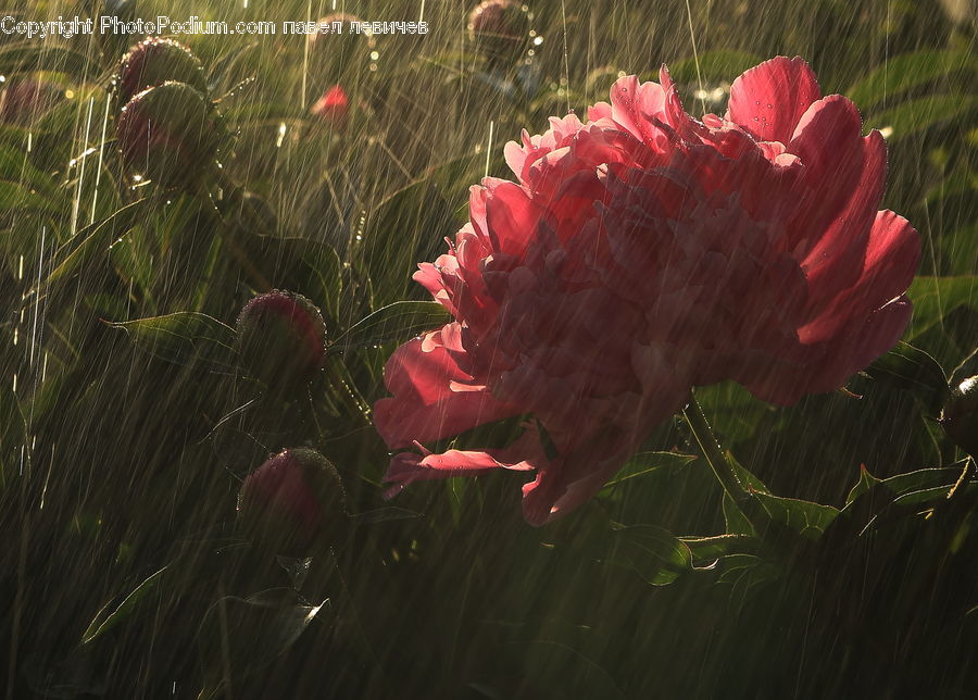 Insect, Spider Web, Cactus, Plant, Field, Grass, Grassland