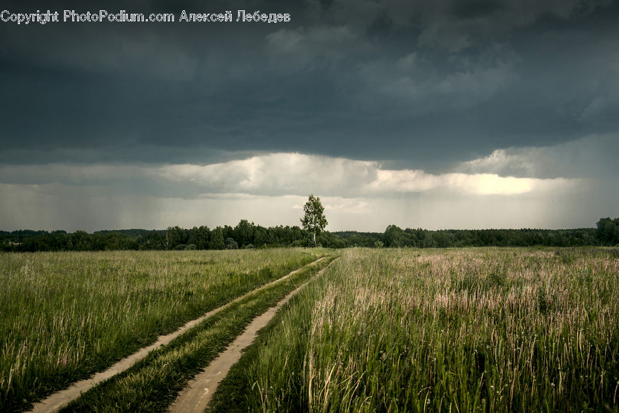 Field, Grass, Grassland, Land, Outdoors, Grain, Wheat