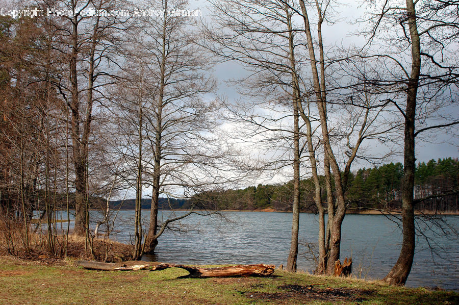 Land, Marsh, Outdoors, Swamp, Water, Forest, Grove