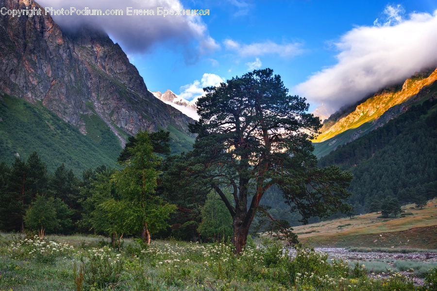 Conifer, Fir, Plant, Tree, Field, Grass, Grassland