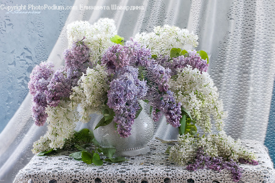 Blossom, Flower, Lilac, Plant, Floral Design, Flower Arrangement, Flower Bouquet