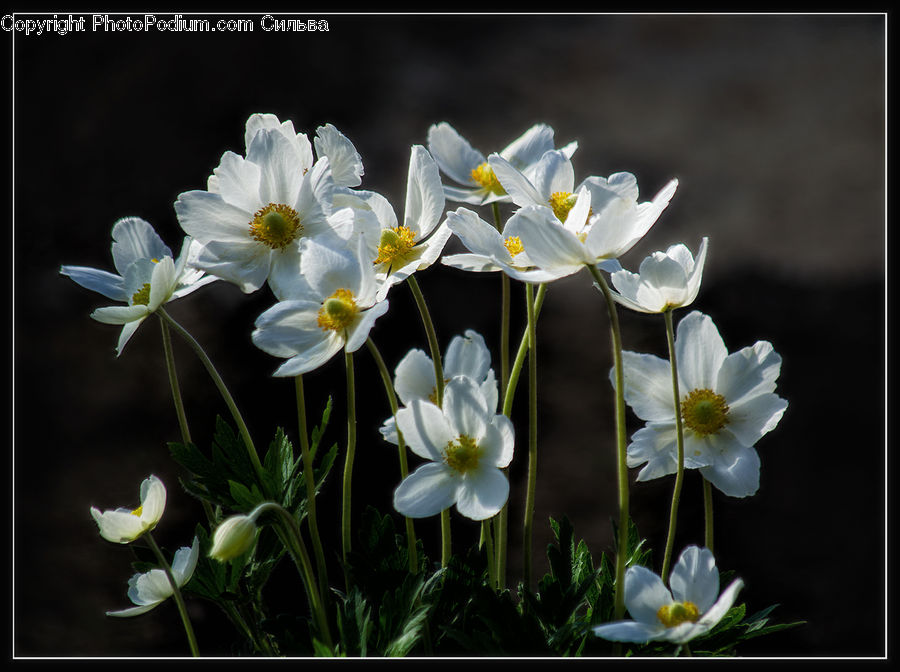 Anemone, Blossom, Flower, Plant, Aquilegia, Flora, Crocus
