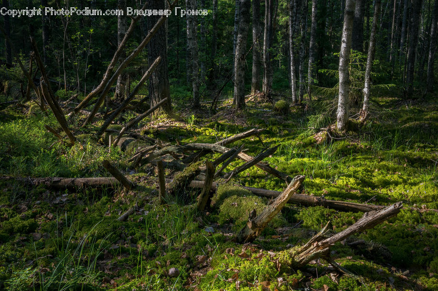 Forest, Vegetation, Jungle, Rainforest, Grove, Land, Bush