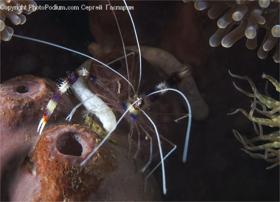 Sea Life, Shrimp, Amphiprion, Fish, Antler, Arachnid, Black Widow