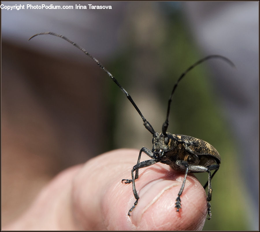 Finger, Arachnid, Black Widow, Garden Spider, Insect, Invertebrate, Spider