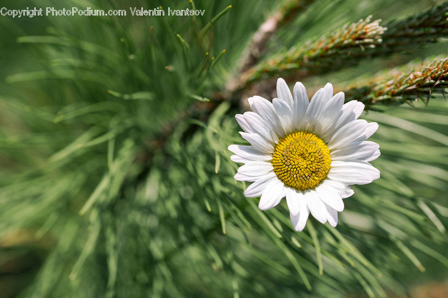 Daisies, Daisy, Flower, Plant, Asteraceae, Blossom, Flora