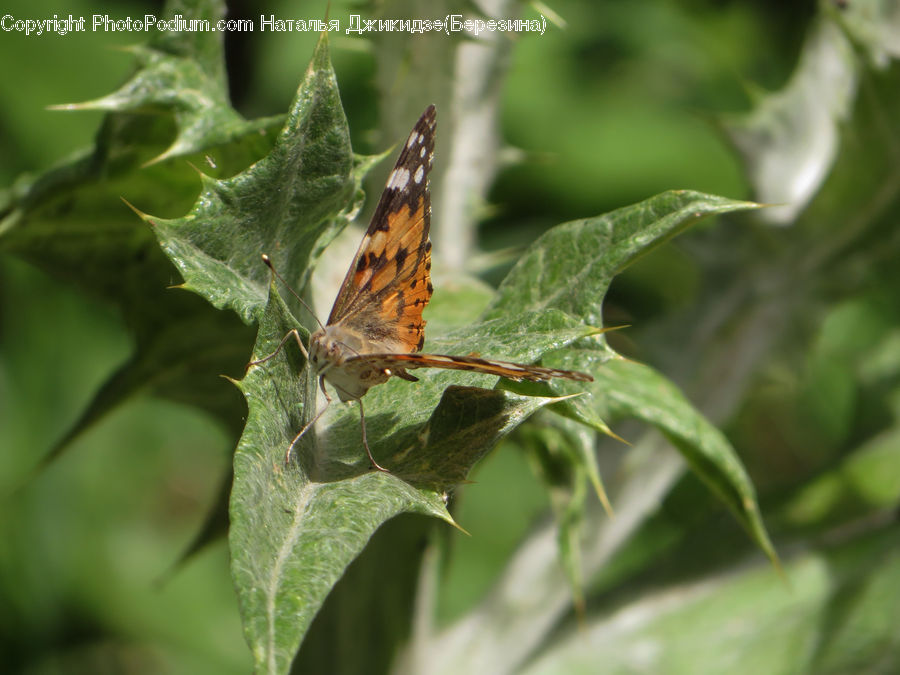 Butterfly, Insect, Invertebrate, Cricket Insect, Grasshopper, Blossom, Flora