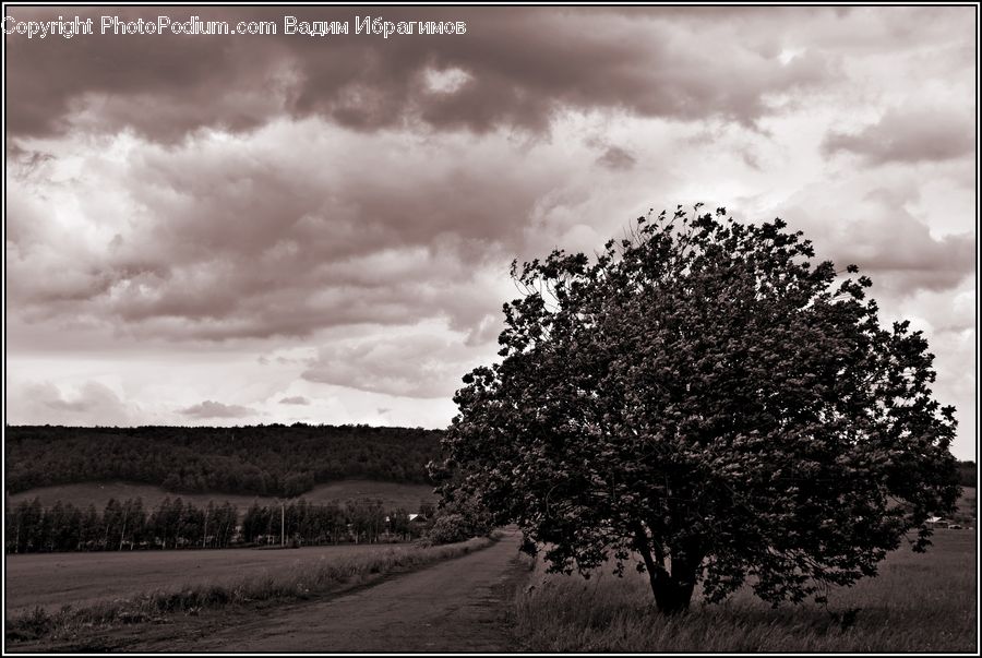 Cloud, Cumulus, Sky, Plant, Tree, Oak, Wood