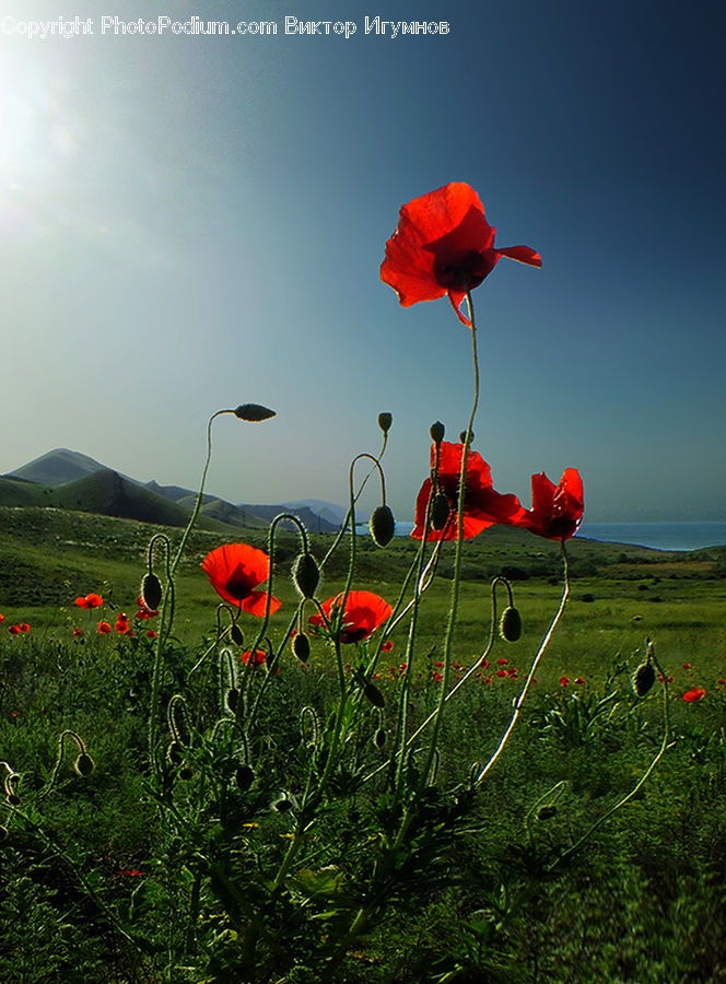 Blossom, Flora, Flower, Plant, Poppy, Field, Grass
