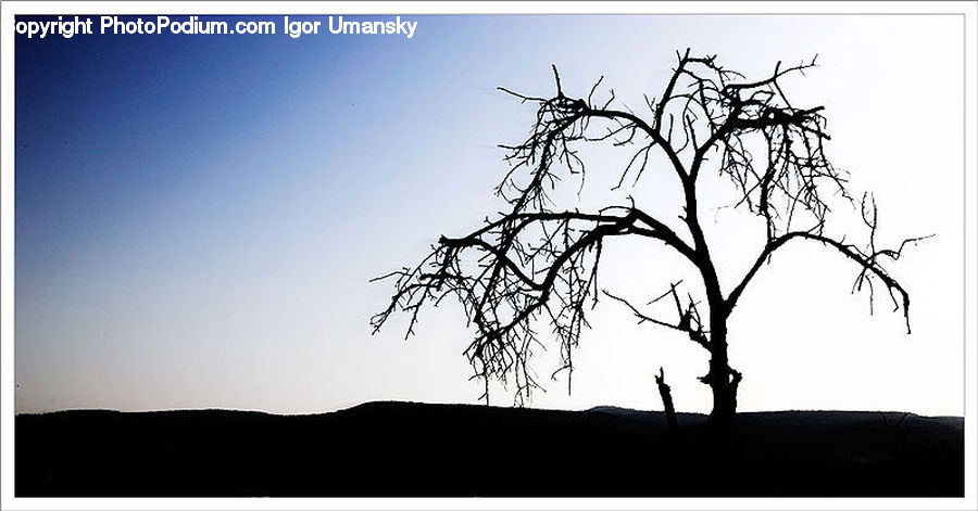 Silhouette, Plant, Tree, Oak, Wood