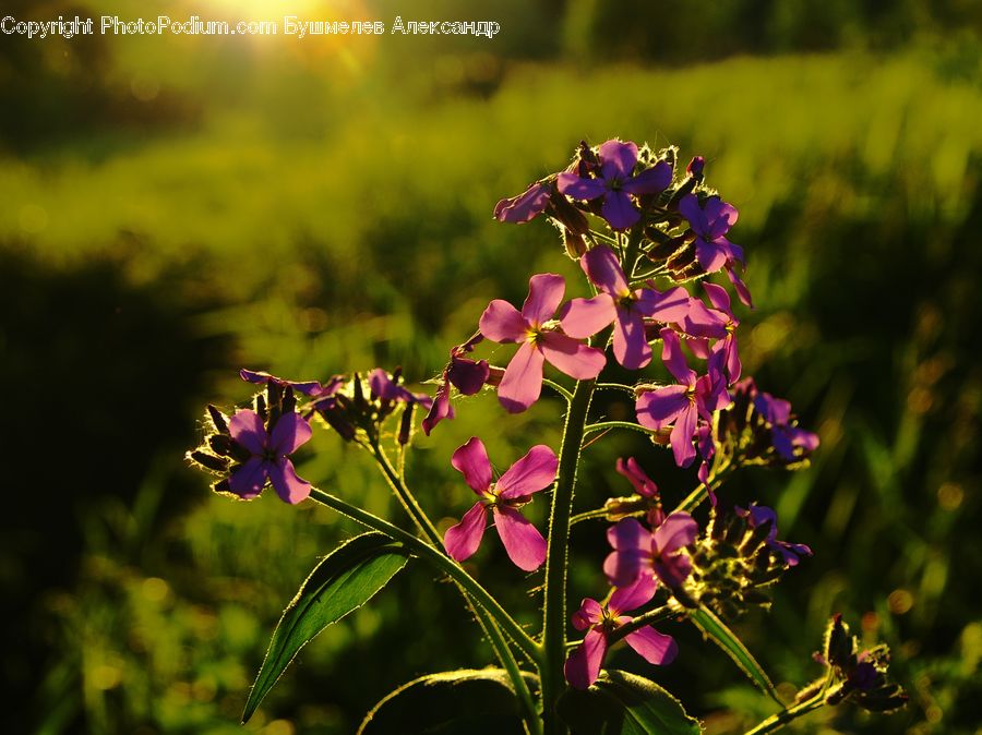 Blossom, Flora, Flower, Geranium, Plant, Aster, Aquilegia