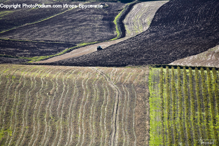 Grain, Wheat, Field, Grass, Grassland, Plant, Land